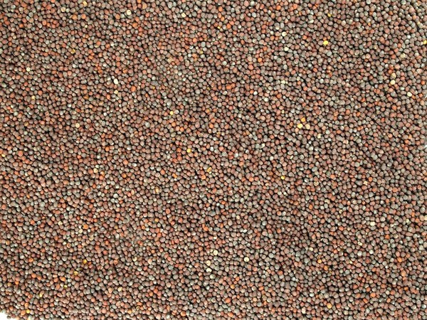 Tam siyah hardal - 100 g