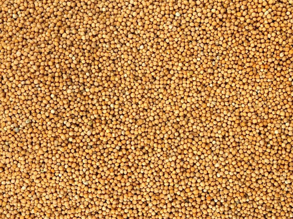 Tam organik beyaz hardal - 100 g
