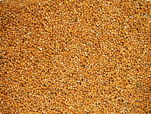 Tam beyaz hardal - 100 gr