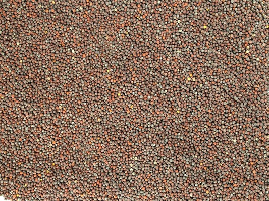 Tam siyah hardal - 100 g